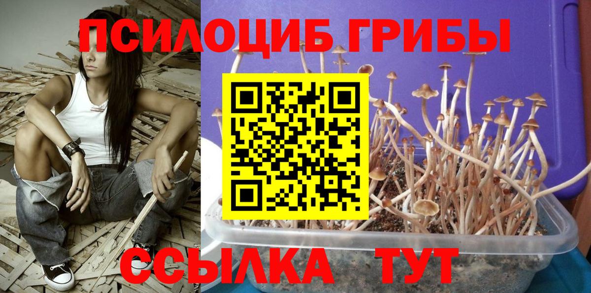 Псилоцибиновые грибы GOLDEN TEACHER  где купить наркоту  Каспийск  Галлюциногенные грибы мицелий  Вход с VPN 